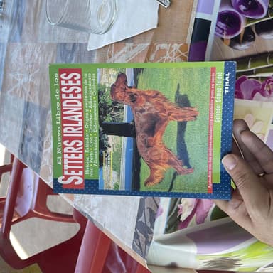 El Nuevo Libro de Los Setters Irlandeses