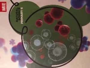 Natural Science, Primary 6
