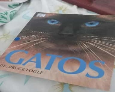 Gatos