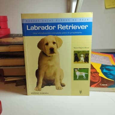 Labrador Retriever
