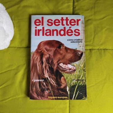 El setter irlandés