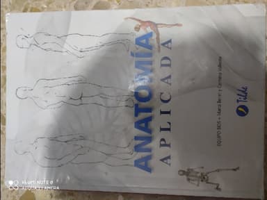 Anatomía
