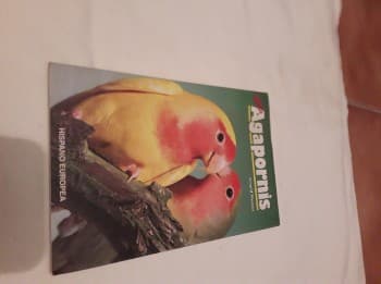 Mis agapornis