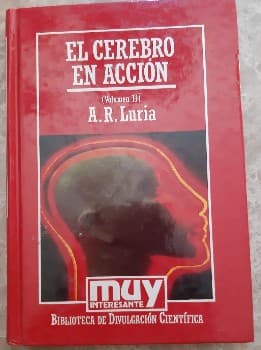 El cerebro en acción
