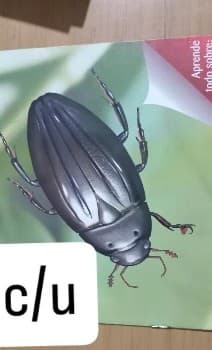 BICHOS