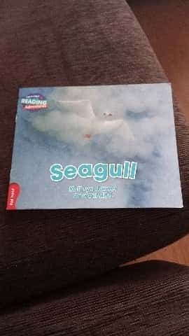 Seagull Red Band