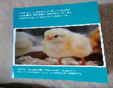 control y manejo de huevos y pollos recién nacidos en la explotación avícola